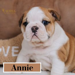 Annie - Red and white Bulldog puppy in Sabinal, Texas from Cazares Royal Lineage Bulldogs