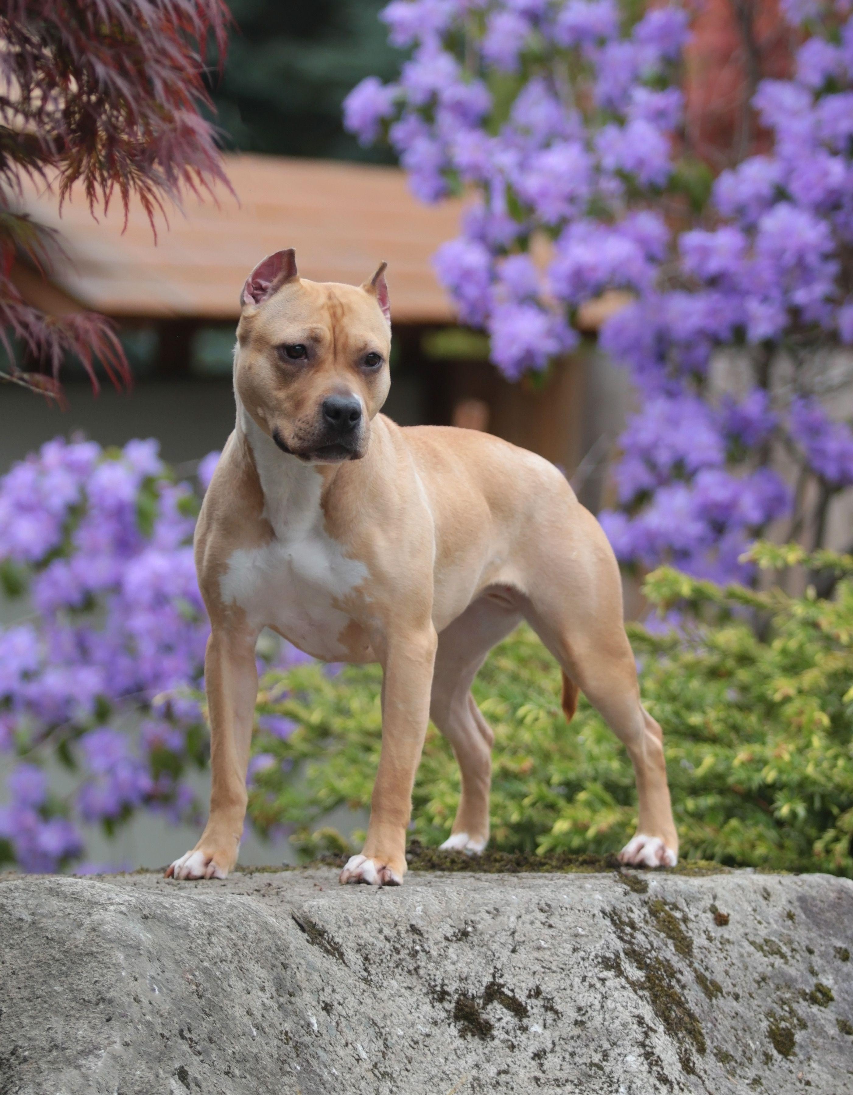 English Bulldog Pitbull Mix Yorkie Bulldog Mix Puppies American Bulldog  Pitbull And Bullmastiff Mix Puppies Pitbull, image size:2802x3594