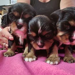 Cavalier King Charles Spaniel Puppies from Penny's from Heaven