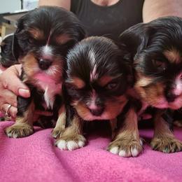 Cavalier King Charles Spaniel Puppies from Penny's from Heaven
