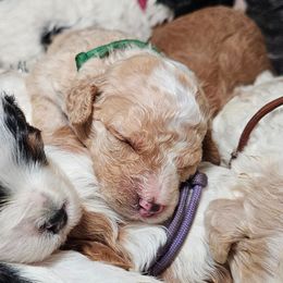 Basil - Red male Bernedoodle puppy in Granton, Wisconsin from Rose River Farms