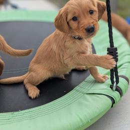 Female puppy - Dark golden female Golden Retriever puppy in Lincoln, Nebraska from Fur Hollow Puppies