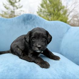 Maya - Phantom female Bernedoodle puppy in Wamego, Kansas from Doodles of Oz