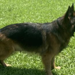 German Shepherds from Oakley Acres Shepherds