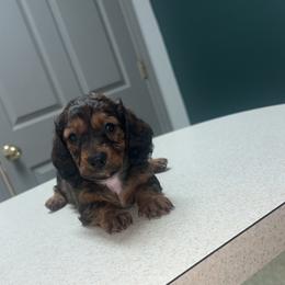 Darling - Cream female Dachshund puppy in Madisonville, Tennessee from L&A Dachshunds