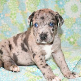 Sugar Plum - Blue merle female Catahoula Leopard Dog puppy in Potsdam, New York from Spot On Catahoula Leopard Dogs