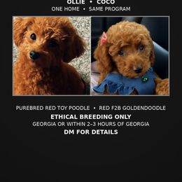 Coco - Red  female Poodle puppy in Fairburn, Georgia from ShesoPoodles