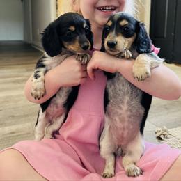 Violet - Black and cream female Dachshund puppy in Altus, Oklahoma from Johnson Prairie Pups