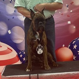 Diesel - Boxer