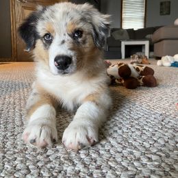 Australian Shepherd Puppies from Mud Path Australian Shepherds