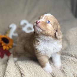 Joy - Brown merle female Aussiedoodle puppy in Lookout, California from Remington Kennels, LLC