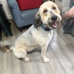 Emery - Goldendoodle