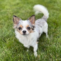 Muffin - Chihuahua