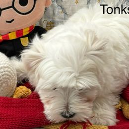 Girl 2 - White Coton de Tulear puppy in Provo, Utah from New Canyon Havanese & Coton Puppies