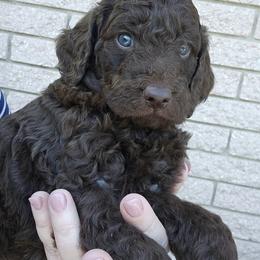 Willie - Brown male Double Doodle puppy in Jeddo, Michigan from Bert's Doodles