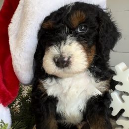 Kevin! - Bernedoodle puppy from The Berne Barn
