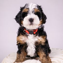 Lucy - Tri-color Bernedoodle puppy in Saratoga Springs, Utah from Saratoga Springs Doodles