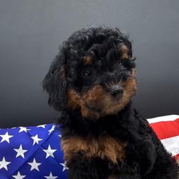 Reece - Phantom female Poodle puppy in Salem, Missouri from Meadowbrook Poodles