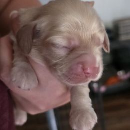 Cassie - Buff female Cocker Spaniel puppy in Winston Salem, North Carolina from Cocker Cottage