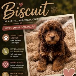 Biscuit - Chocolate female Australian Labradoodle puppy in Millville, California from Hope Lane Kennels