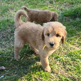 Cody - Apricot male Goldendoodle puppy in Georgetown, Tennessee from Georgetown Designer & Purebred Puppies