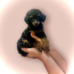 Poodle Puppies from KM AKC Toy poodles