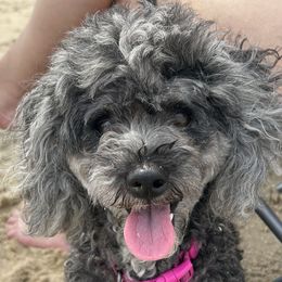 Daisy - Poodle