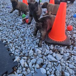 Belgian Malinois Puppies from Chaland