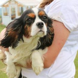 Camelia - Cavalier King Charles Spaniel