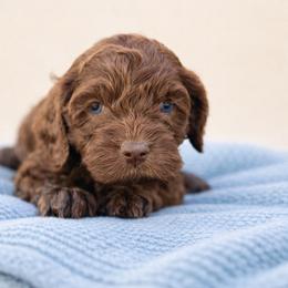 Avocado - Brown female Cockapoo puppy in Santa Barbara, California from K+C Doodles
