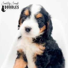 CJ - Tri-color male Bernedoodle puppy in Tipton, Indiana from Country Creek Doodles