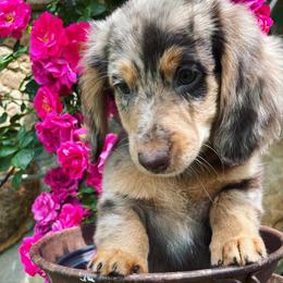 Dachshund Puppies from Rustic Dachshunds
