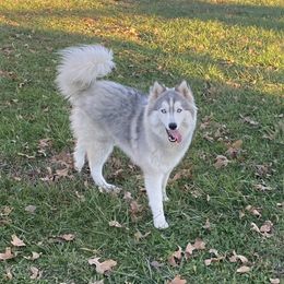 River - Pomsky