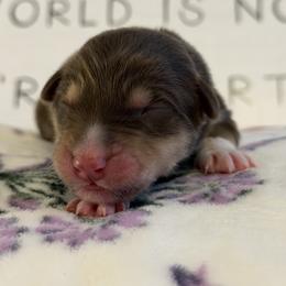 Australian Shepherd Puppies from Colorful Dreamers Australian Shepherds