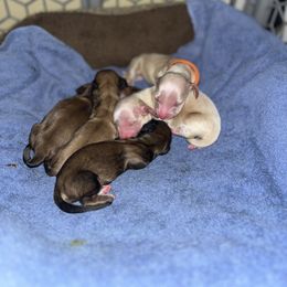 Dachshund Puppies from Monica’s Treasured Dachshunds