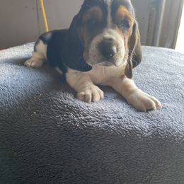 Basset Hound Puppies from Valley Bassets