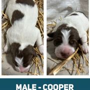 Cooper - White Karakachan puppy in Marengo, Ohio from Jennings Farm