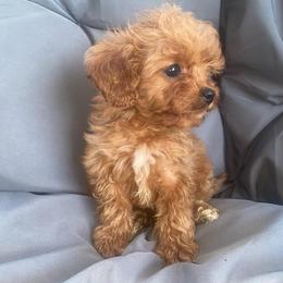 Bing Cherry - Red female Cavapoo puppy in Orinda, California from Amore Cavaliers