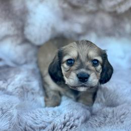 Munster - Cream male Dachshund puppy in Lincoln, California from ForeversEdge Doxies