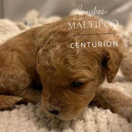 Centurion - Cream male Maltipoo puppy in Weatherford, Texas from Aprishew Maltipoo