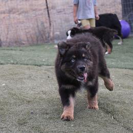 Mackenzie - Black tri-color male Australian Shepherd puppy in Sonoita, Arizona from Gardner Canyon Kennels