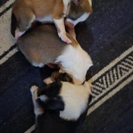 Gracie - Sable and white female Shetland Sheepdog puppy in Lincolnton, North Carolina from Oakview Kennels