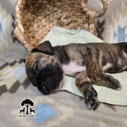 Bourbon - Brindle male Great Dane puppy in Spiro, Oklahoma from Big Birch Danes