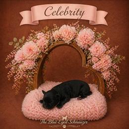 Celebrity - Black and silver female Miniature Schnauzer puppy in Winter Haven, Florida from The Blue Eyed Schnauzer