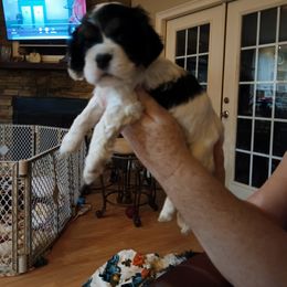 Cocker Spaniel Puppies from Hartwell Cocker Spaniel Kennel