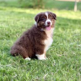Jenga - Red tri-color female Australian Shepherd puppy in Crosby, Texas from Monarch Australian Shepherds