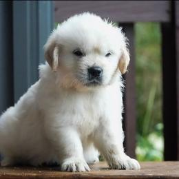 Leo - Light golden male Golden Retriever puppy in Saint Joe, Indiana from Golden Acres Farm