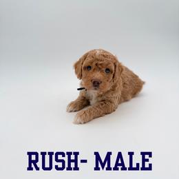 Rush - Apricot male Aussiedoodle puppy in West Monroe, Louisiana from Diamond M Poodles and Doodles