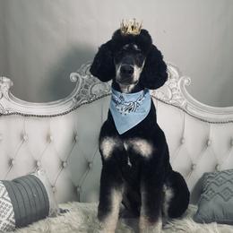 Chewy - Poodle