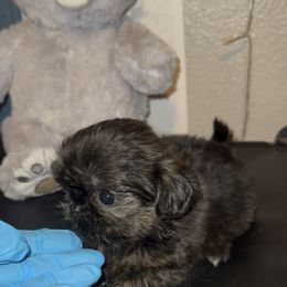 Janet - Gold and white female Shih Tzu puppy in Madera Acres, California from California Shih Tzu’s